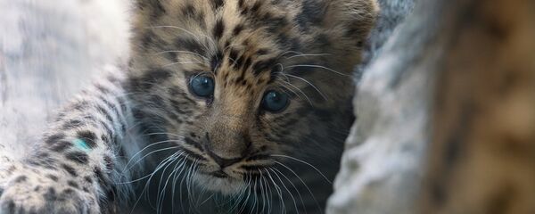 俄公民可为远东豹造成损失投保 - 俄罗斯卫星通讯社