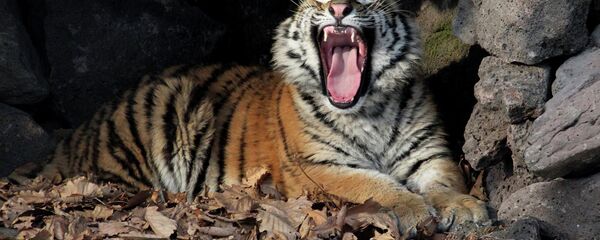 阿穆爾虎 阿穆爾虎 - 俄羅斯衛星通訊社