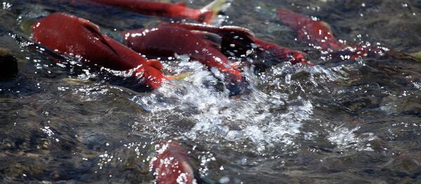 千岛群岛拟建6个鱼苗场 千岛群岛拟建6个鱼苗场 - 俄罗斯卫星通讯社