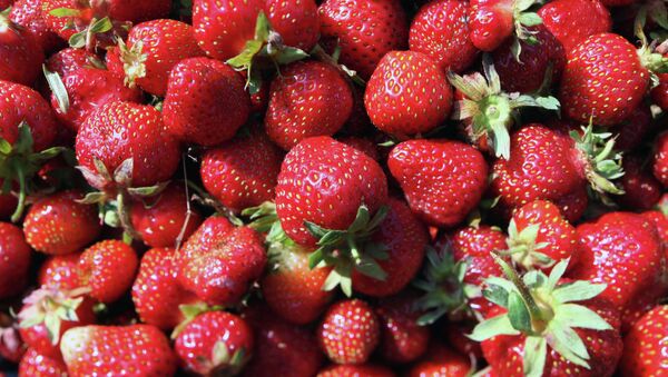 大连庄河首次向俄罗斯出口21吨草莓 - 俄罗斯卫星通讯社