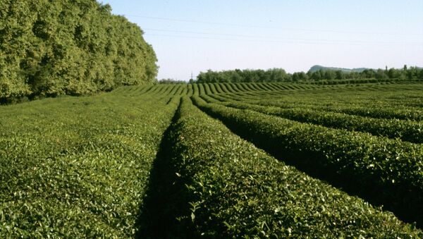 中國將幫助格魯吉亞恢復茶葉種植 - 俄羅斯衛星通訊社