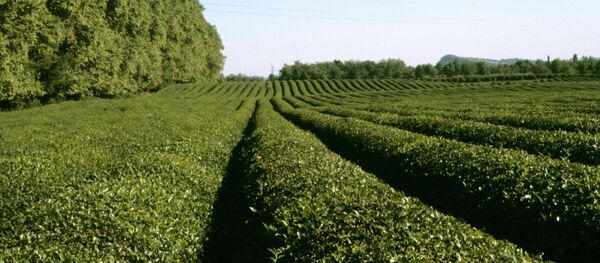 中国将帮助格鲁吉亚恢复茶叶种植 - 俄罗斯卫星通讯社