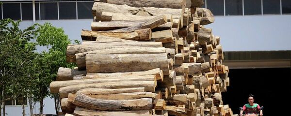 中國成俄伊爾庫茨克州木材最大買家 - 俄羅斯衛星通訊社