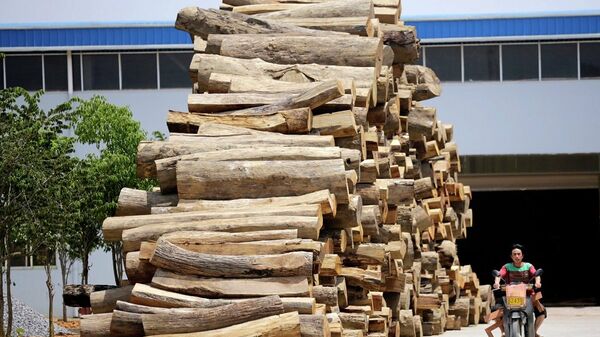 中国外交部：缅甸应尽快将中方非法越境伐木人员交还中国 - 俄罗斯卫星通讯社