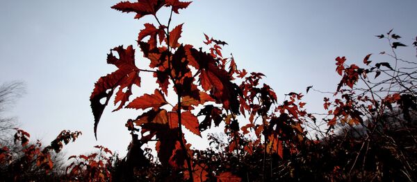 “豹之鄉”國家公園與中國交界處發現數十種瀕危植物 “豹之鄉”國家公園與中國交界處發現數十種瀕危植物 - 俄羅斯衛星通訊社