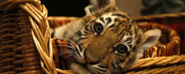 在滨海边疆区抓到并救治了一只在垃圾堆觅食的小老虎 - 俄罗斯卫星通讯社