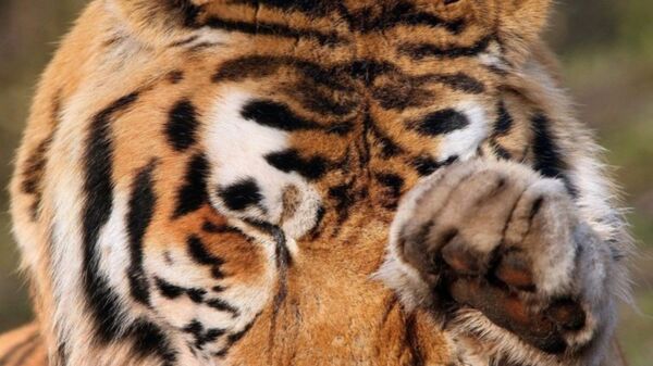 两只老虎从荷兰北部的动物养殖厂逃脱 - 俄罗斯卫星通讯社