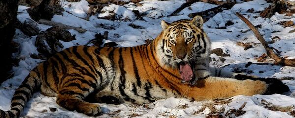 東北虎 - 俄羅斯衛星通訊社