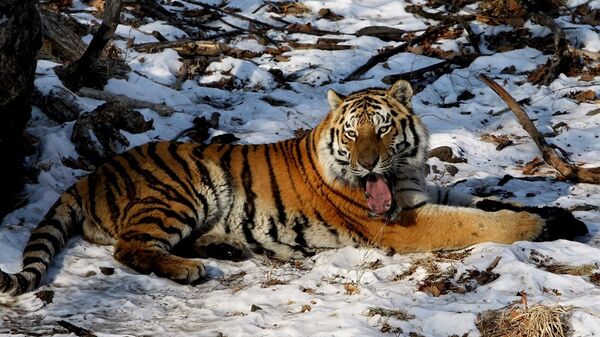 普京：“老虎日”吸引全社會關注保護自然問題 - 俄羅斯衛星通訊社