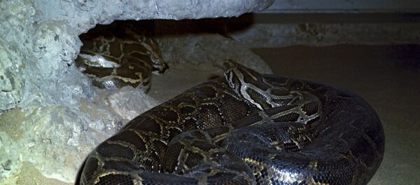 俄罗斯一著名视频主播故意挑逗毒蛇被咬身亡 - 俄罗斯卫星通讯社