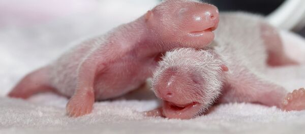 一對熊貓雙胞胎在成都禁獵區降生 一對熊貓雙胞胎在成都禁獵區降生 - 俄羅斯衛星通訊社