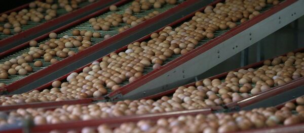 安哥拉當局銷毀了1100萬只非法進口雞蛋 - 俄羅斯衛星通訊社