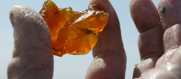 Добыча янтаря в береговой зоне Балтийского моря - 俄羅斯衛星通訊社