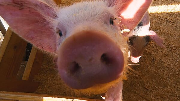 黑龙江调往河南郑州的生猪确诊发生非洲猪瘟 - 俄罗斯卫星通讯社