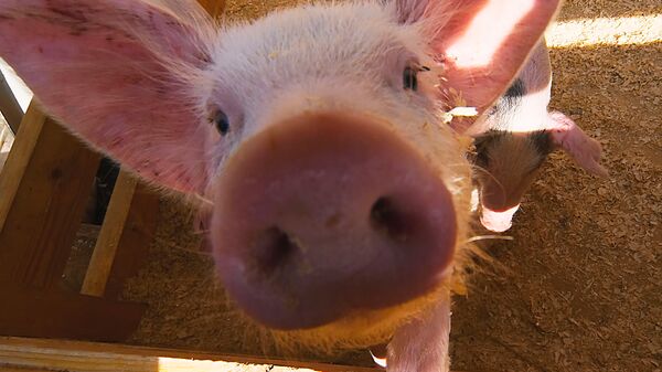 哈尔滨银行有意参与俄农业集团在中国境内建养猪场项目 - 俄罗斯卫星通讯社