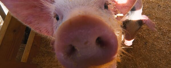 黑龙江调往河南郑州的生猪确诊发生非洲猪瘟 - 俄罗斯卫星通讯社