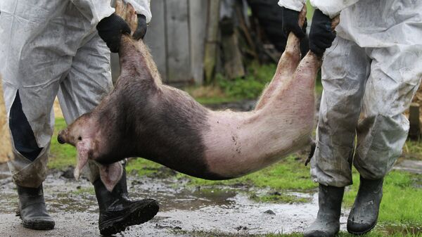 巴西發現豬流感新變種 - 俄羅斯衛星通訊社