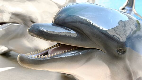 墨西哥科学家解释海豚如何“看到”人 - 俄罗斯卫星通讯社