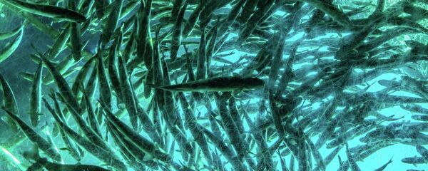 海鱼 海鱼 - 俄罗斯卫星通讯社