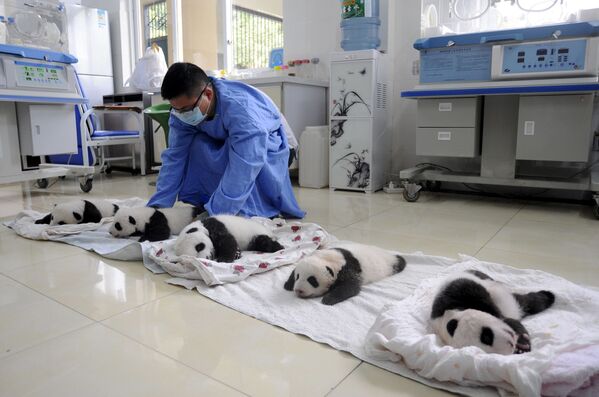 中国四川省国家大熊猫繁育研究基地的大熊猫幼仔 - 俄罗斯卫星通讯社
