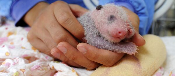 在四川自然保護區又有一隻熊貓幼崽出生 - 俄羅斯衛星通訊社