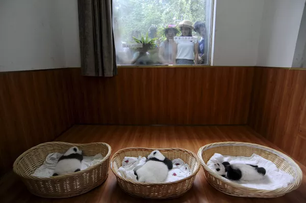 中國四川省國家大熊貓繁育研究基地的大熊貓幼仔 中國四川省國家大熊貓繁育研究基地的大熊貓幼仔 - 俄羅斯衛星通訊社