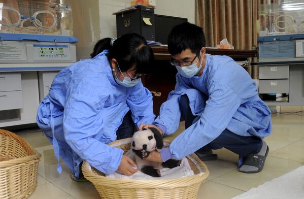 中国四川省国家大熊猫繁育研究基地的大熊猫幼仔 - 俄罗斯卫星通讯社