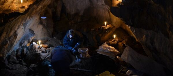 古生物學家揭秘洞熊滅絕或因鼻子過大 - 俄羅斯衛星通訊社