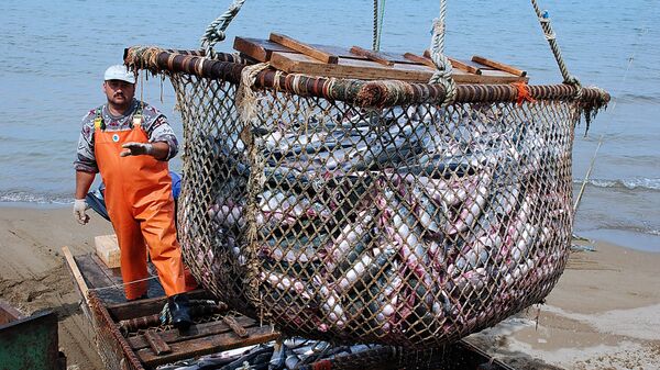 Rusia espera duplicar la producción de pescado en cinco años - 俄罗斯卫星通讯社