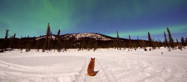 奥巴马将在阿拉斯加会议上阐述美北极政策 - 俄罗斯卫星通讯社