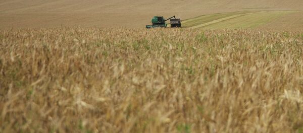 俄罗斯可能失去第一粮食出口国的地位 - 俄罗斯卫星通讯社