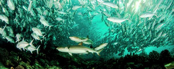 俄濱海邊疆區海洋館將與韓國樂天世界水族館合作 俄濱海邊疆區海洋館將與韓國樂天世界水族館合作 - 俄羅斯衛星通訊社