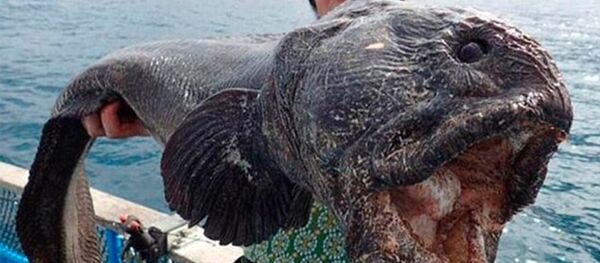 科学家：海洋辐射水平在福岛核电站事故5年后正恢复正常 - 俄罗斯卫星通讯社