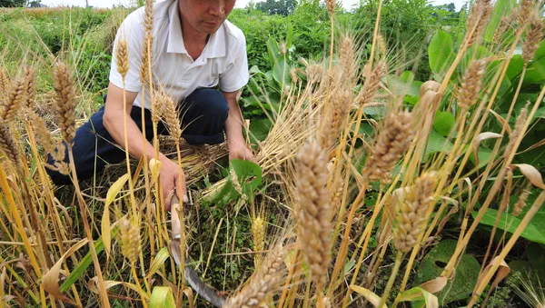 中國成都農產品推介會將在莫斯科舉行 - 俄羅斯衛星通訊社