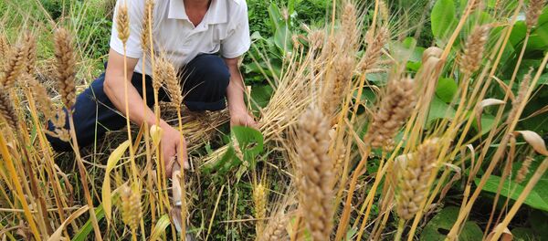 中国在俄滨海边疆区农工的权利将得到当地工会维护 - 俄罗斯卫星通讯社