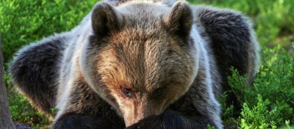 哈巴罗夫斯克郊外的村民在自家大棚旁发现一头因发酵的梨子而吃醉的熊 - 俄罗斯卫星通讯社