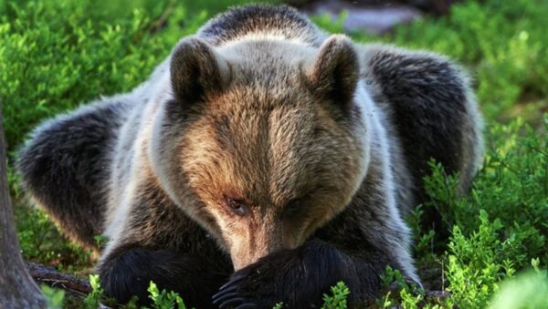 哈巴羅夫斯克邊疆區狗熊咬死一名漁民 - 俄羅斯衛星通訊社