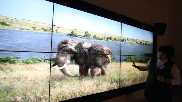 俄雅库特发现10万年前猛犸象祖先的骨架 - 俄罗斯卫星通讯社