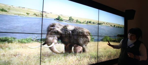 俄雅库特发现10万年前猛犸象祖先的骨架 - 俄罗斯卫星通讯社