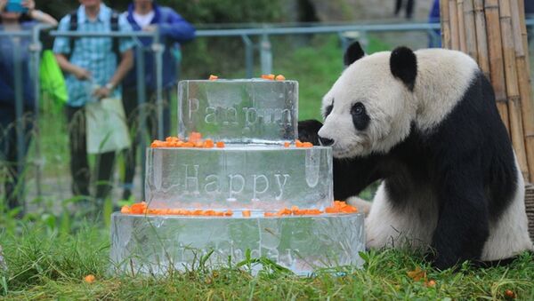 全球最高齡大熊貓在中國慶30歲生日 - 俄羅斯衛星通訊社