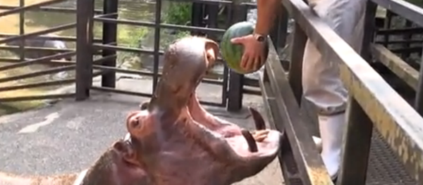 河馬吃西 - 俄羅斯衛星通訊社