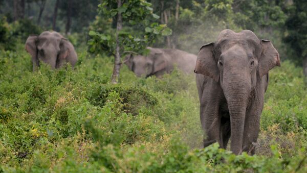 大象迫使印度一對農民父子住上了樹 - 俄羅斯衛星通訊社