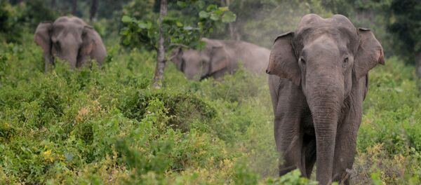 在泰国愤怒的大象杀死英国游客并使赶象人受伤 - 俄罗斯卫星通讯社