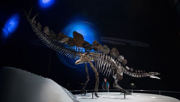 在巴西发现了比恐龙更早存在的未知爬行类动物 - 俄罗斯卫星通讯社