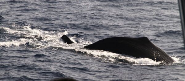 大西洋的一艘遊艇在與鯨魚相撞後獲救 - 俄羅斯衛星通訊社