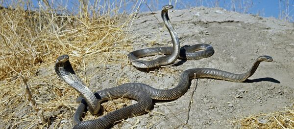 巴西一名1.5岁男童咬死了致命毒蛇 - 俄罗斯卫星通讯社