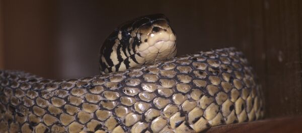 巴西一名1.5岁男童咬死了致命毒蛇 - 俄罗斯卫星通讯社