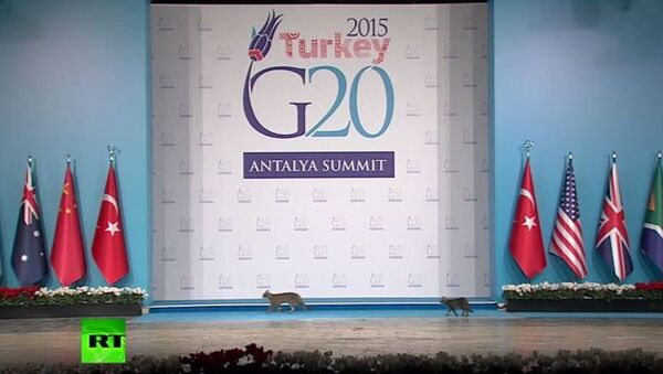 三只猫在G20峰会抢尽风头 - 俄罗斯卫星通讯社