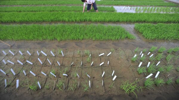 袁隆平：超级稻每公顷产量有望突破17吨 - 俄罗斯卫星通讯社