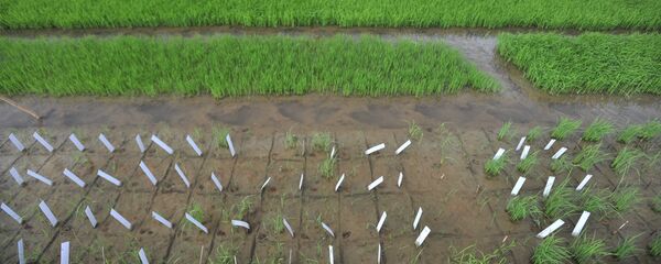 袁隆平：超级稻每公顷产量有望突破17吨 - 俄罗斯卫星通讯社